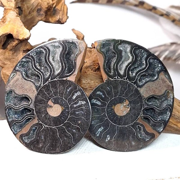 Ammoniet set met "druzy" kristalletjes