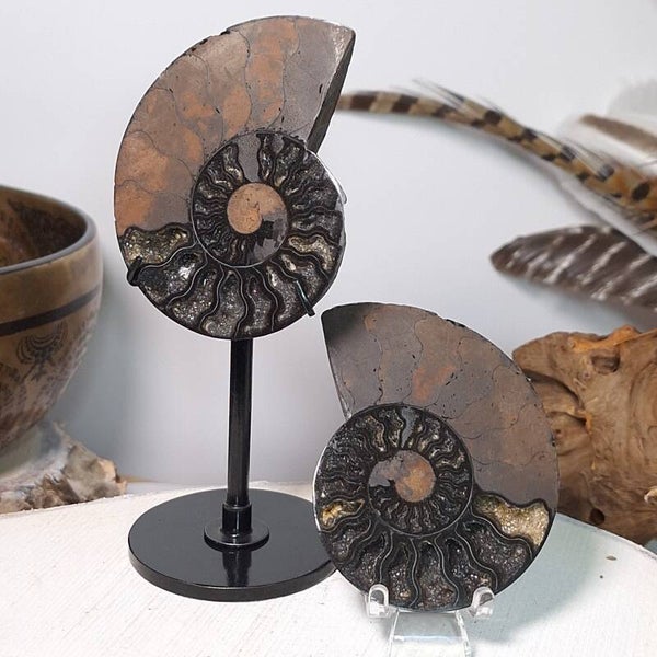 Ammoniet set met "druzy" kristalletjes