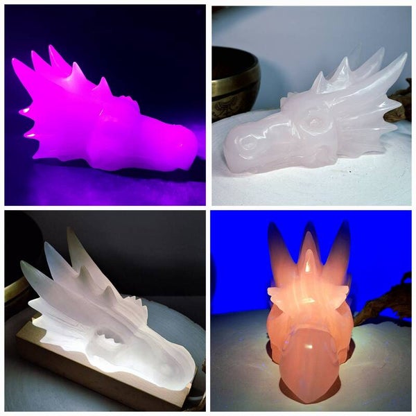 Mangano Calciet Draak. Prachtige XL Drakenschedel