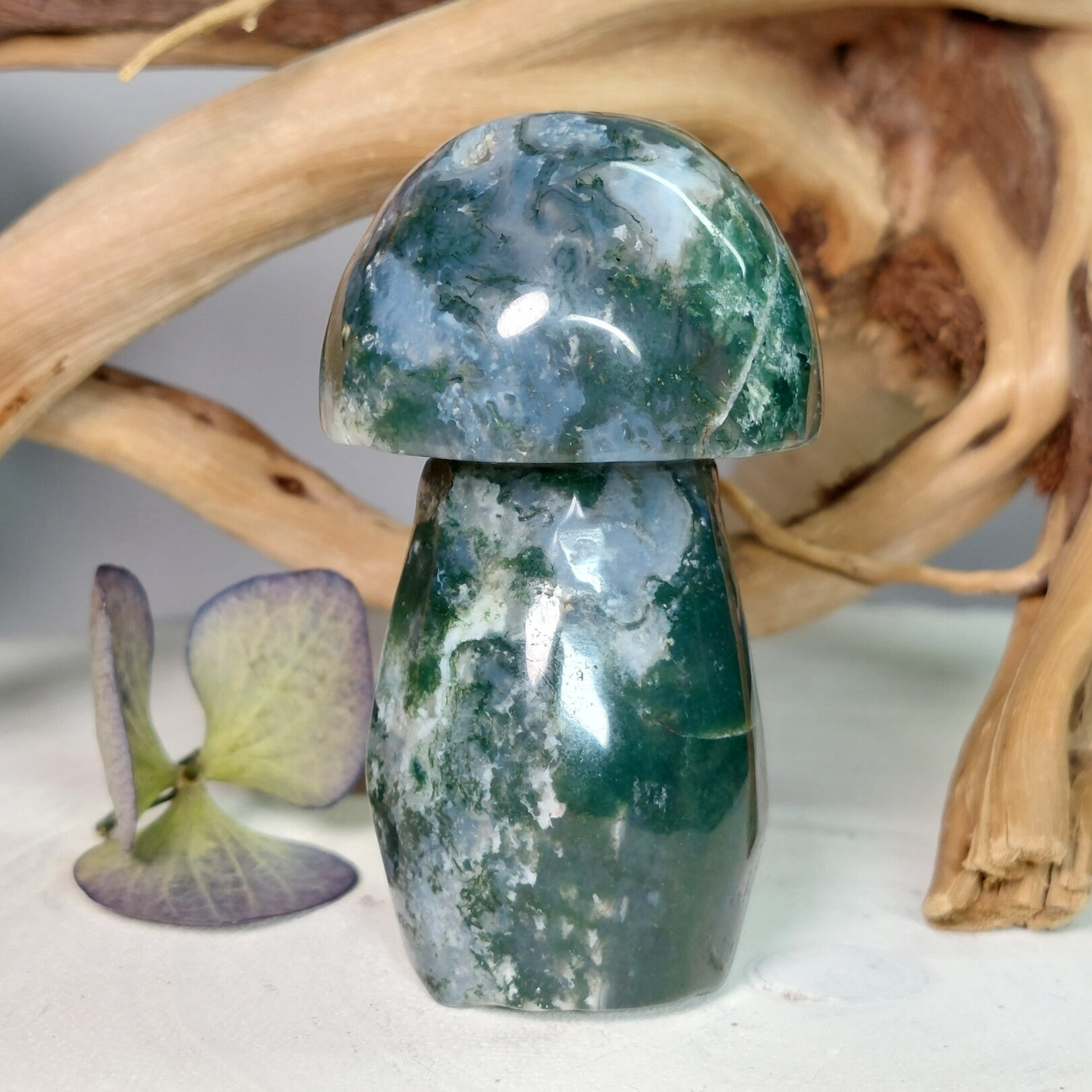 Mosagaat paddenstoel