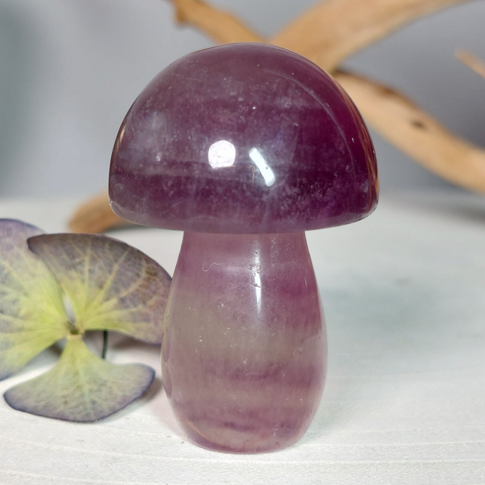 Fluoriet paddenstoel, erg mooi exemplaar.