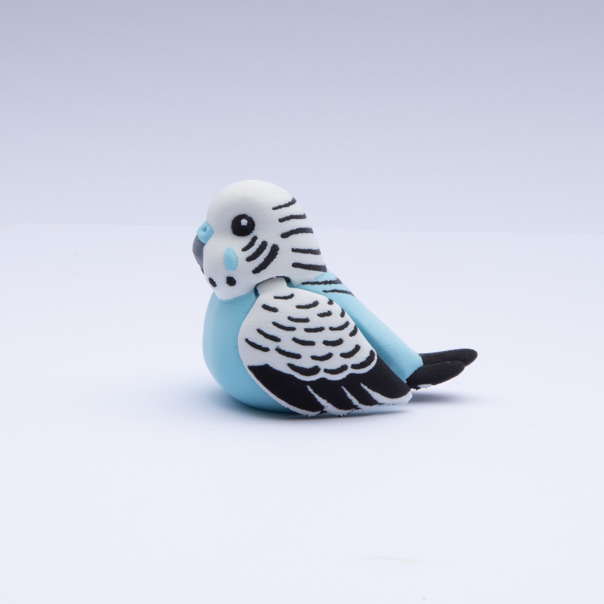 Blue Budgerigar
