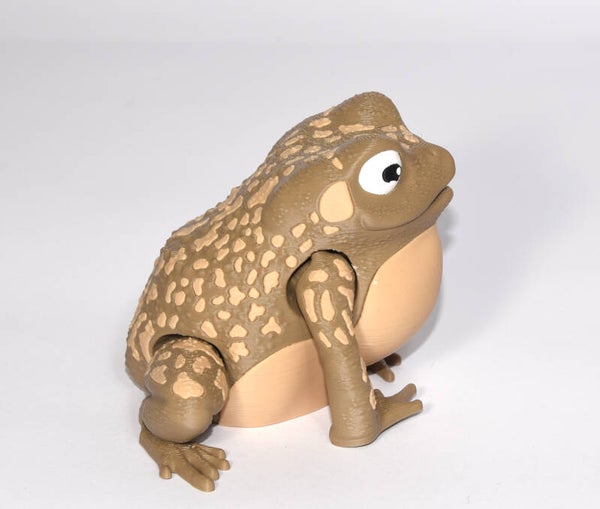 Cane Toad