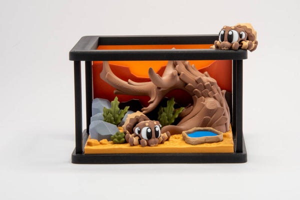 Jumping Spider Terrarium
