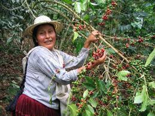 Koffie van tante Alie, cafeinevrij uit Colombia (lungo en espresso)