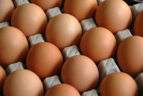 10 Frische Eier