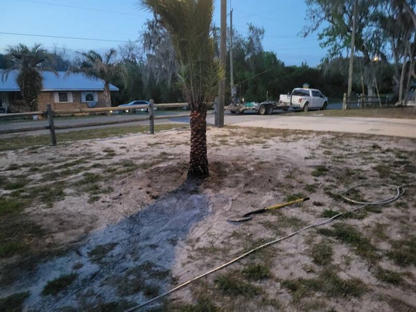 Sylvester Palms