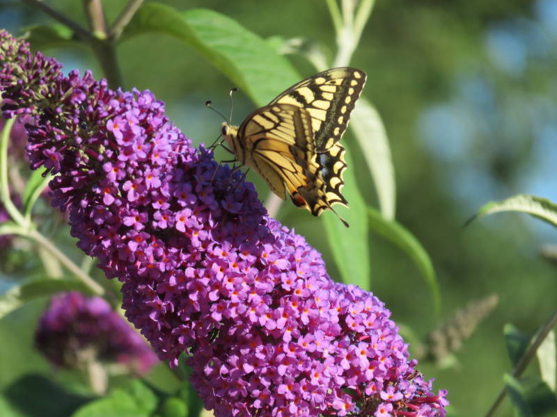 vlinderstruik tuin  vakantiehuis
