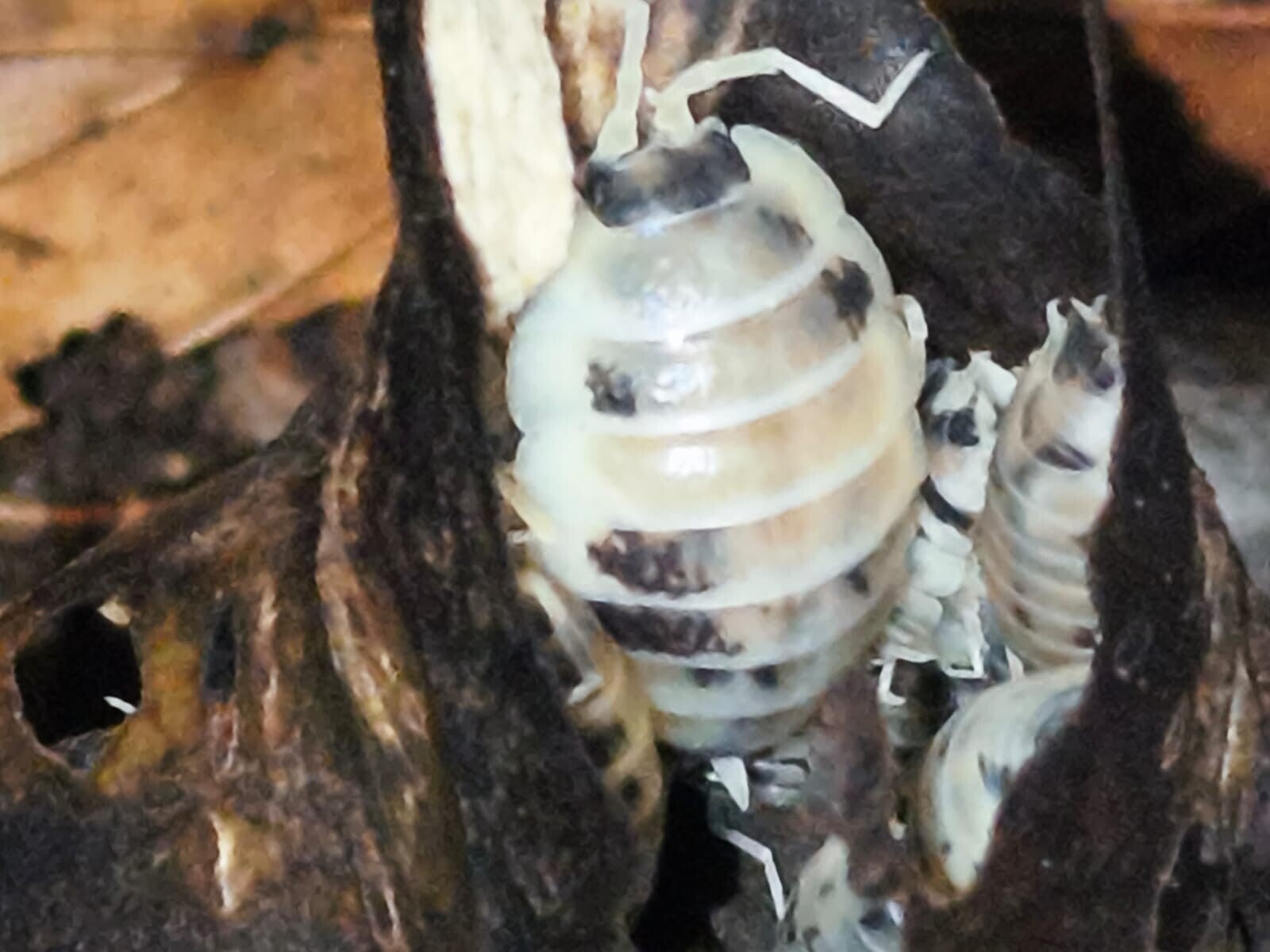 Porcellio laevis "Panda"