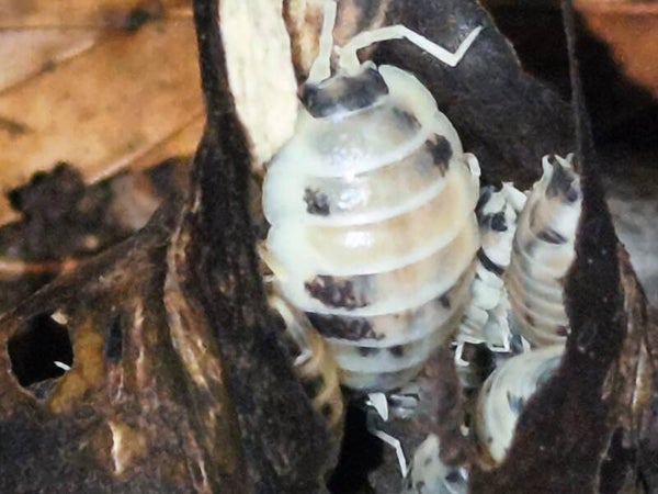 Porcellio laevis "Panda"