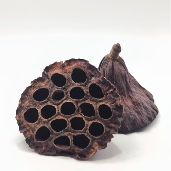 Getrocknete Lotuskapsel