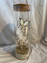 Appias Lyncida in vaas