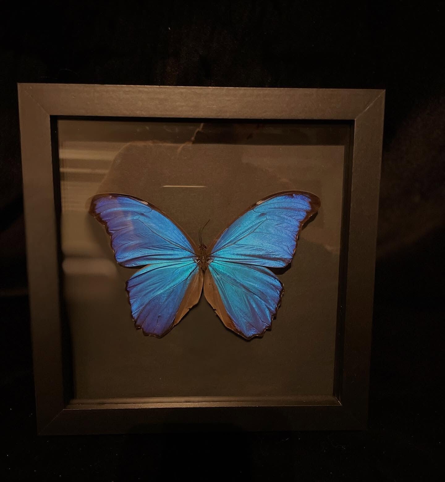 Blauwe morpho didius