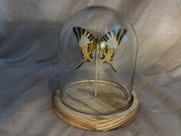 Graphium antiphates in kleine stolp