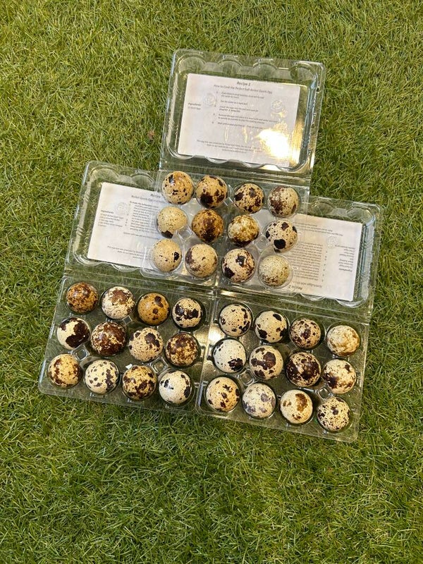 12 Quail eggs