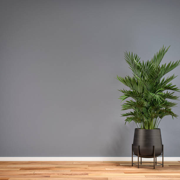 plantas-contraste-gris-standard.jpg