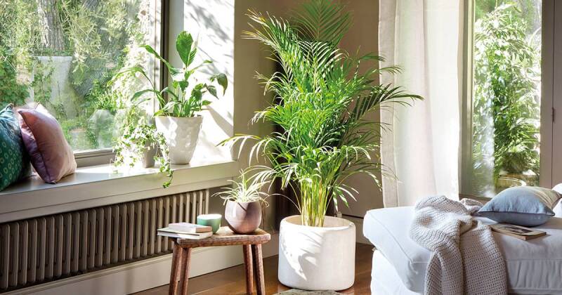 plantas-en-el-hogar-standard.jpg