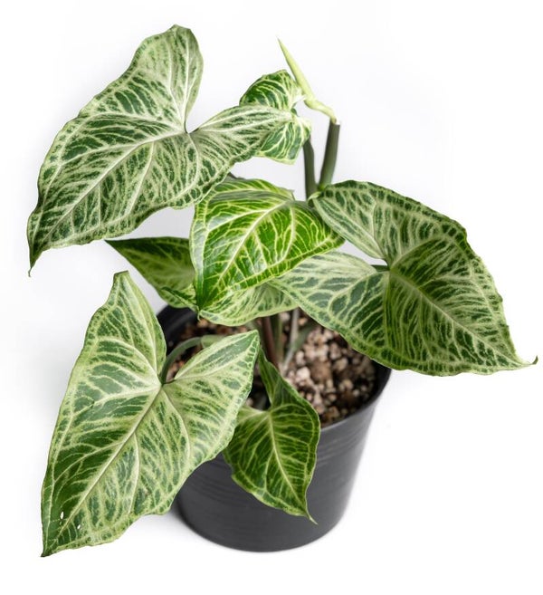 Syngonium