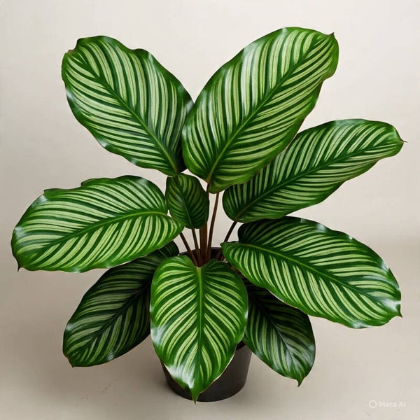 Homalomena