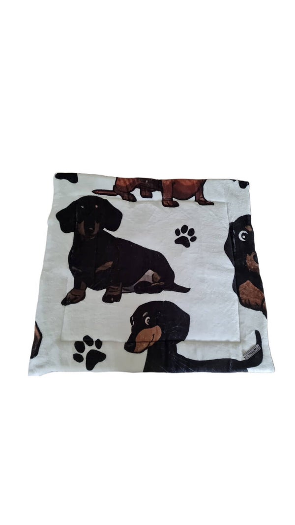 Dackel mit weißem Hintergrund