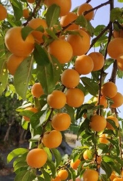 Mirabelles by the door
