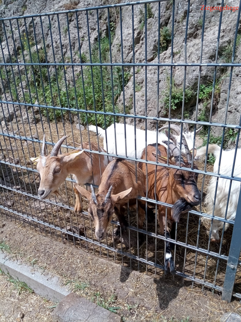 Ziegengehege Obertrubach