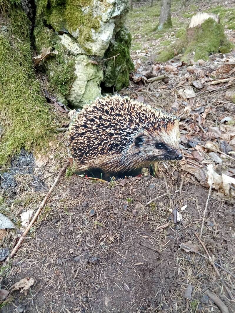 Pegnitz Wandern mit Kindern