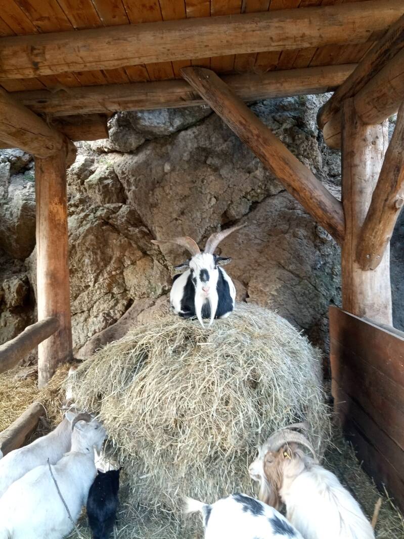 Ziegengehege Obertrubach