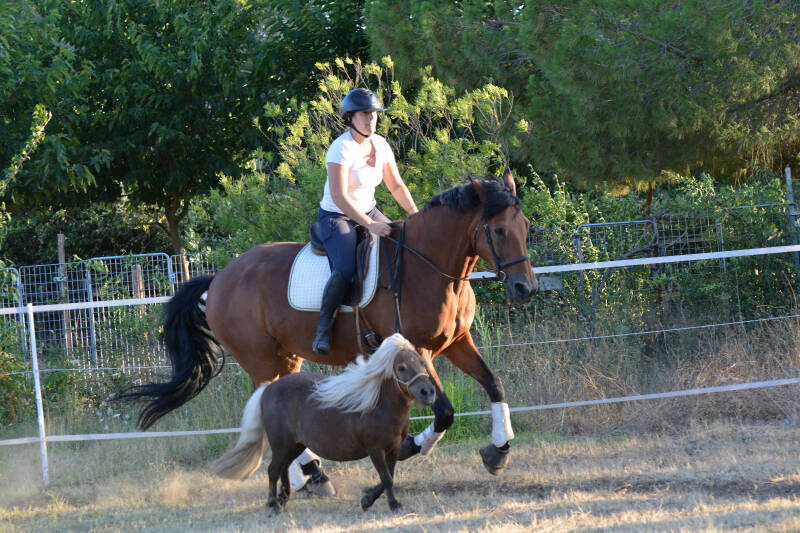 cheval-poney-dextre