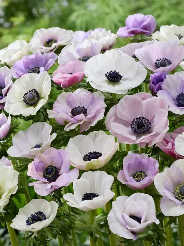 Anemonen Galilée