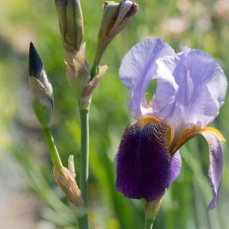 Workshop bloemenstukje maken - voor plukkers