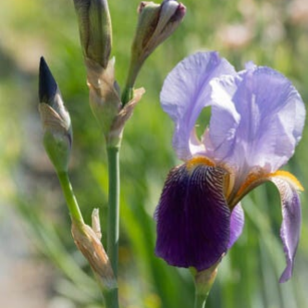 Workshop bloemenstukje maken - voor plukkers