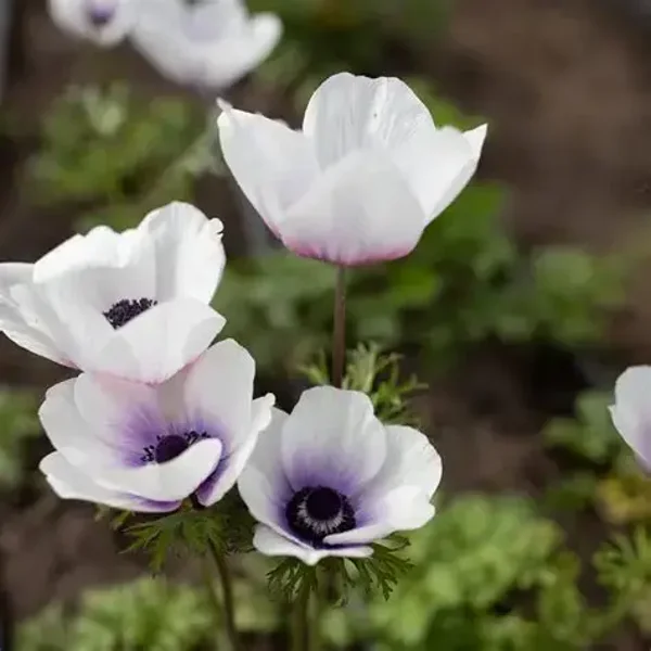 Anemonen Jerusalem