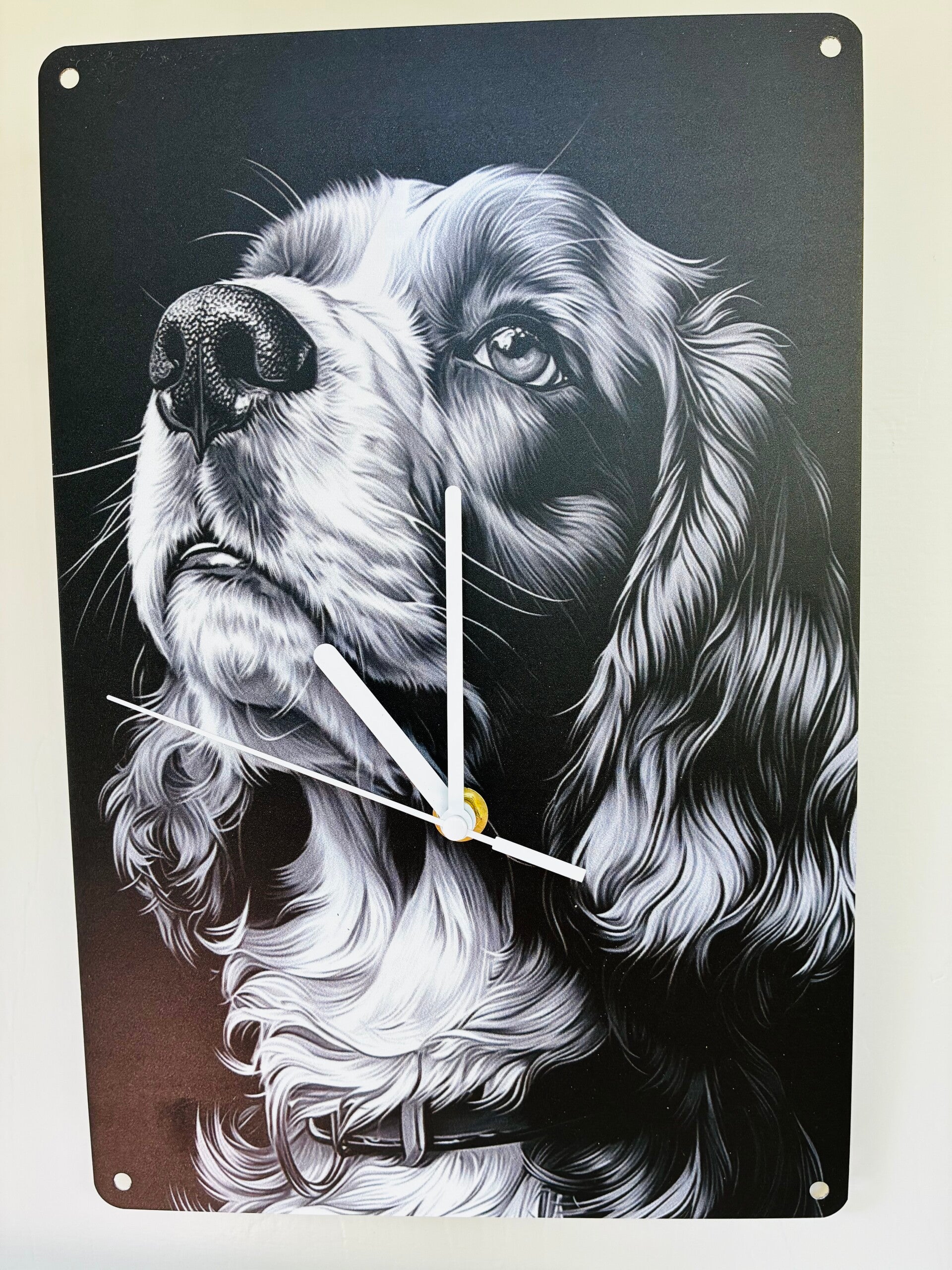 Cocker Spaniel zwart
