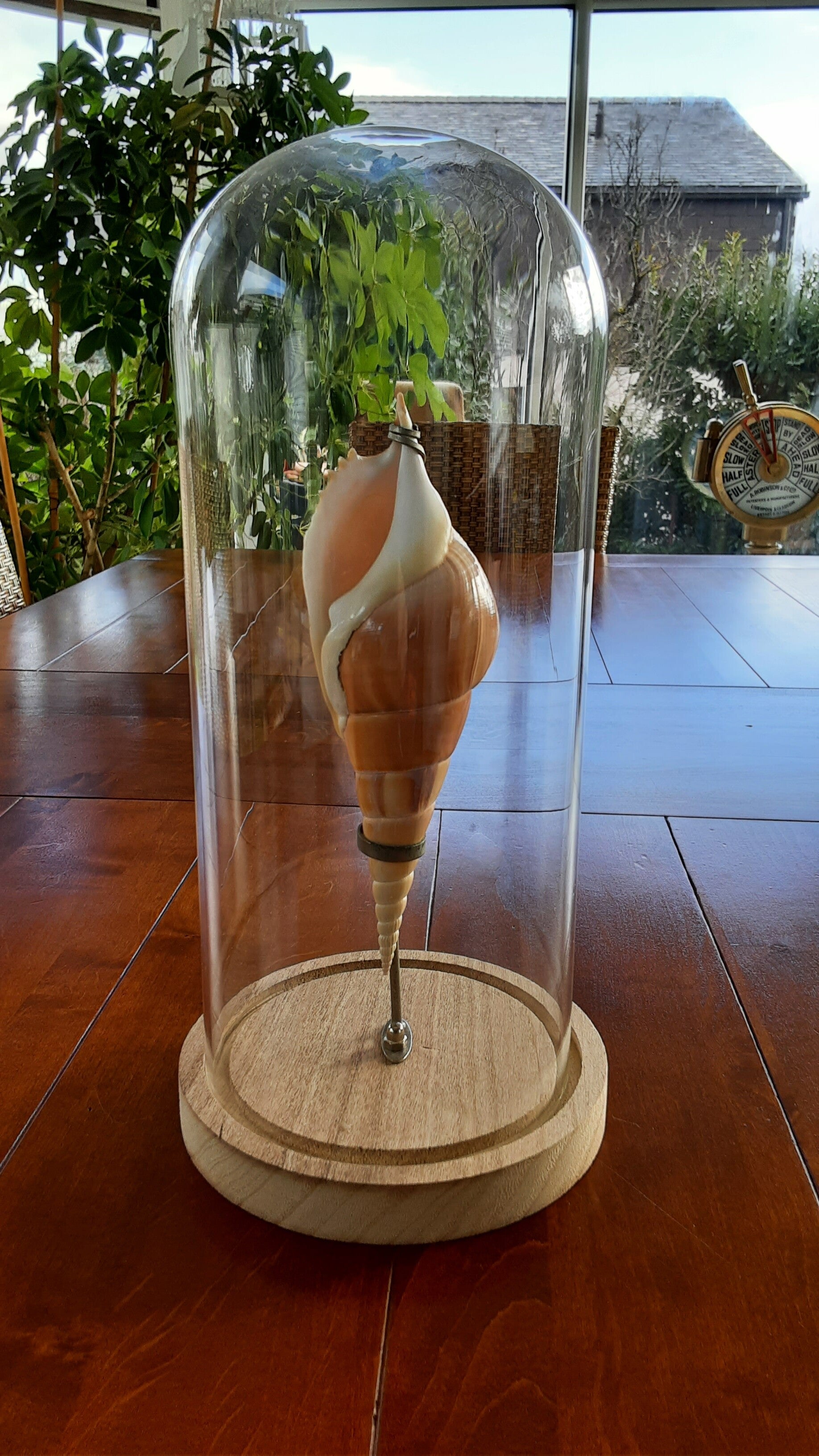 Coquillage sous cloche