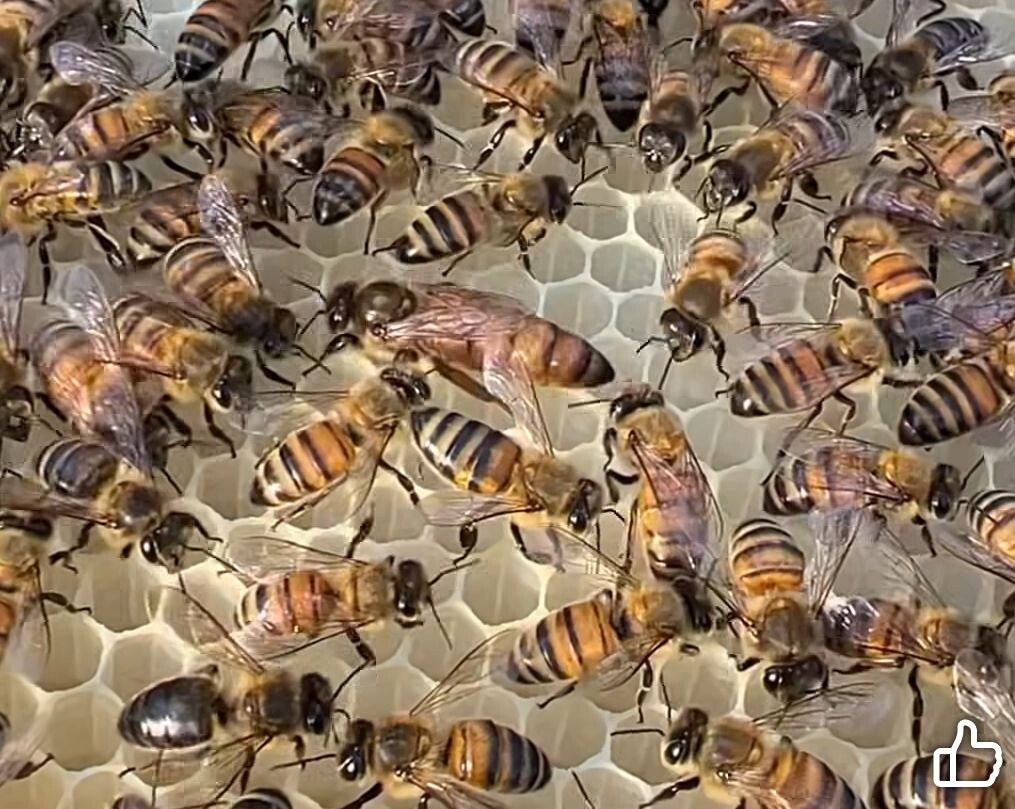 Buckfast koningin onbevrucht  (2026)