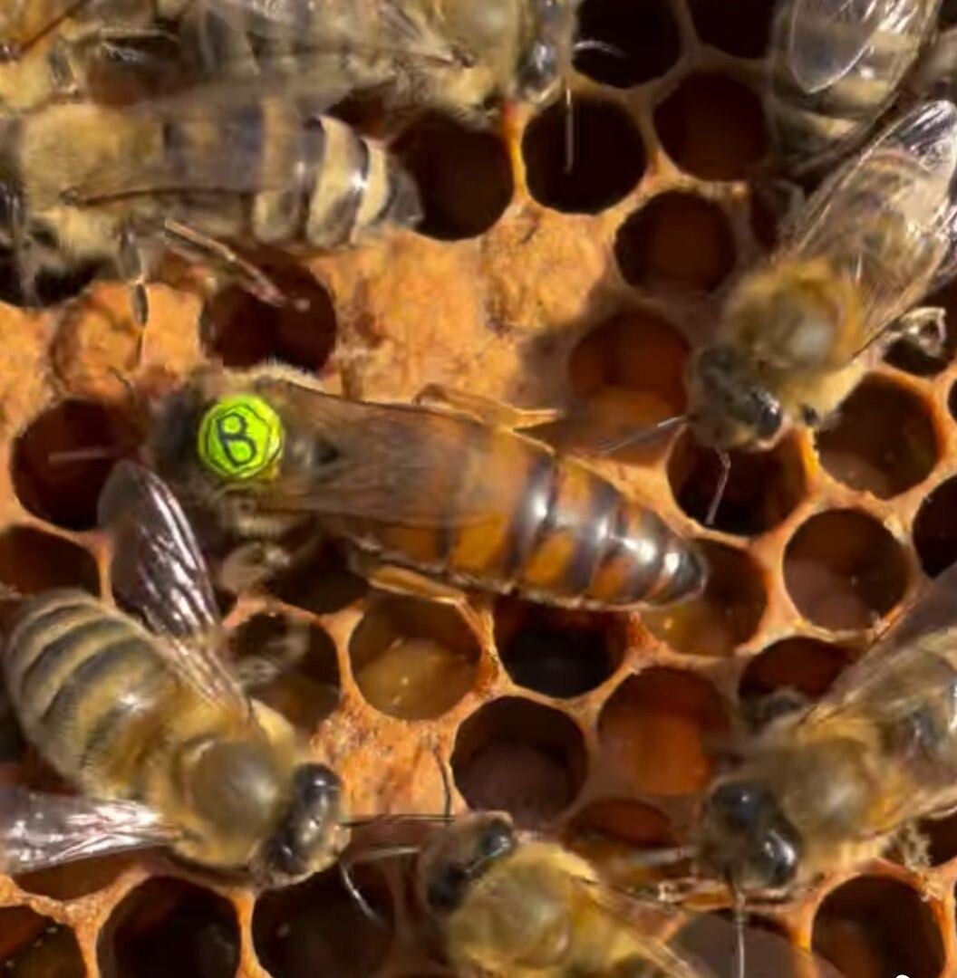 Buckfast koningin F1 stand bevrucht (2026)