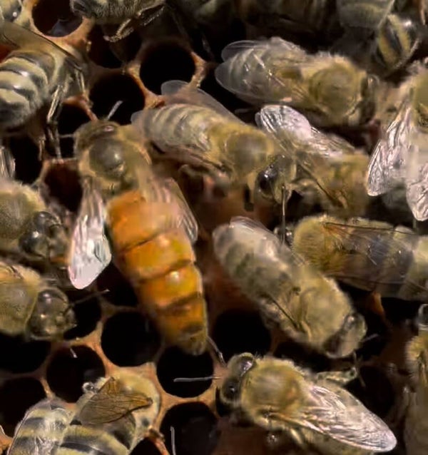 Buckfast P - koningin VSH getest  (2025)