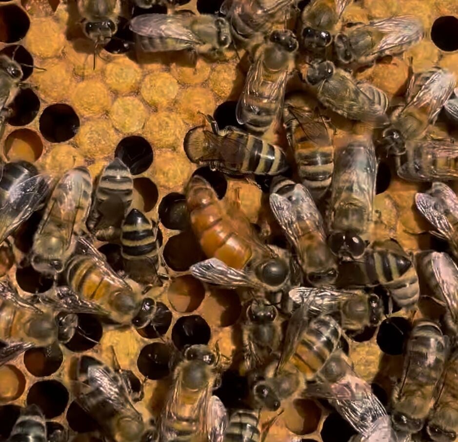 Buckfast P- koningin raszuiver bevrucht/aan de leg  (2026)