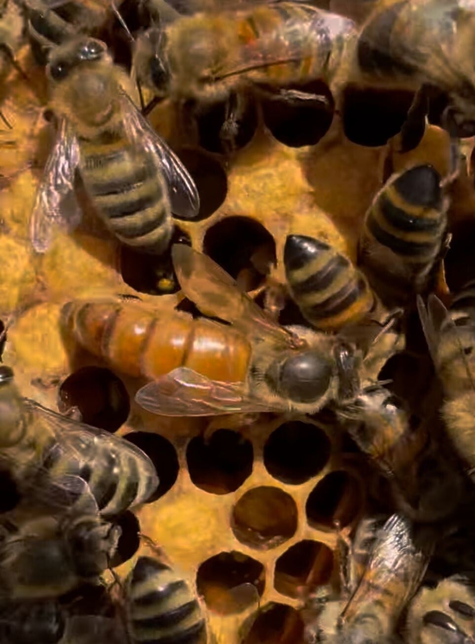 Buckfast volk met F1 koningin op 6 ramen  (2026)