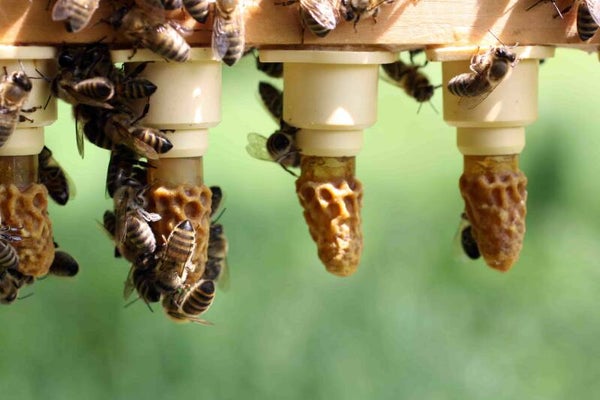 10-daagse rijpe dop Buckfast