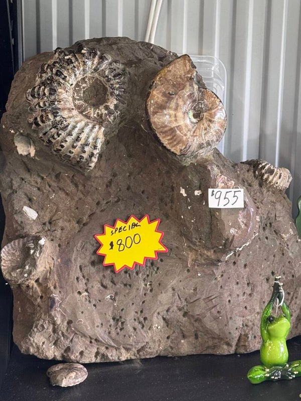 Ammonites in their Matrix