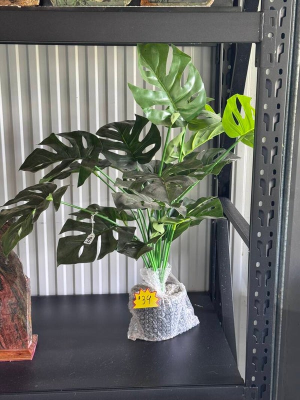 Evergreen Plant