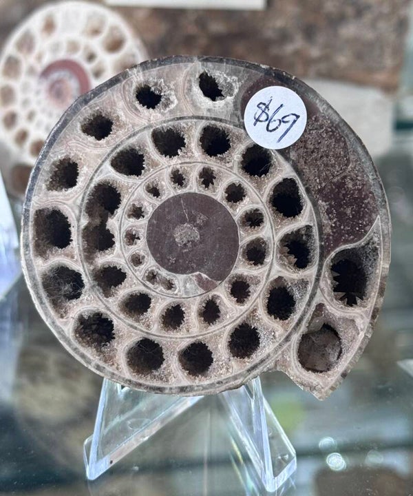 Ammonite $69