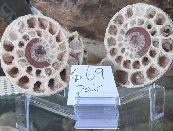 Ammonite Pair $69