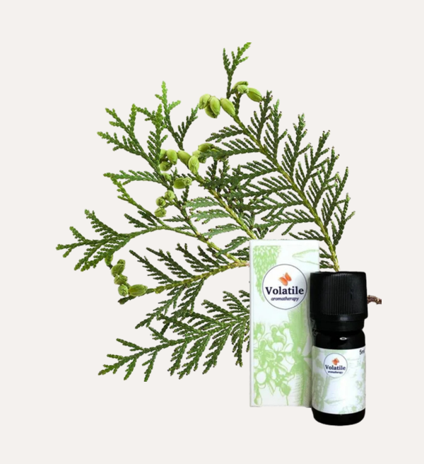 Ceder, atlas bio (Cedrus atlantica) 5ml