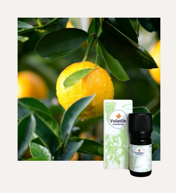 Citroen, Italië (Citrus limonum)