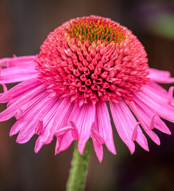 Echinacea