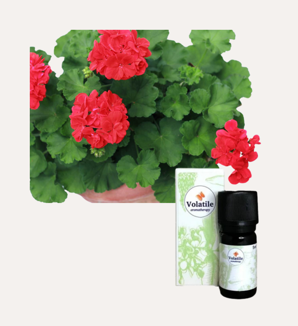Geranium (Pelargonium Graveolens) 5ml