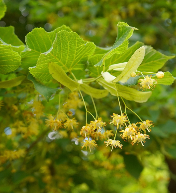 Lindebloesem